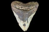 Bargain, Fossil Megalodon Tooth - North Carolina #75516-1